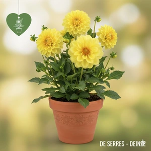 Dahlia 'Glorie van Heemstede'