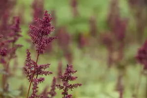 astilbe (a) 'glut' P9 - afbeelding 4