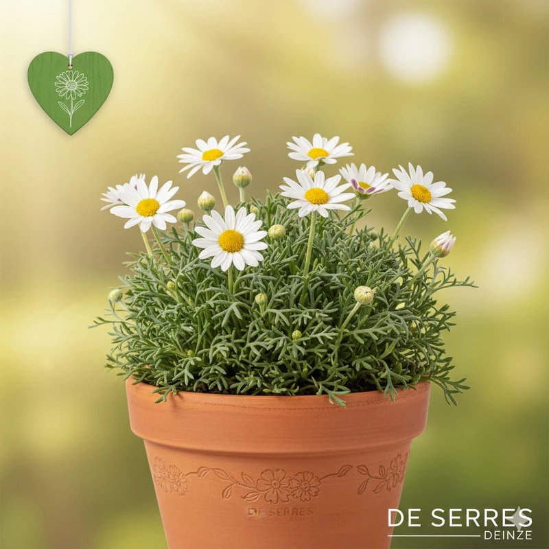 Anacyclus pyrethrum var. depressus 'Gnom' P10.5