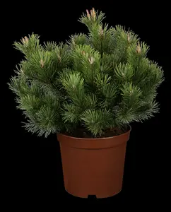 pinus mugo 'gnom' bonsai 150-175 100 x 100 - afbeelding 5