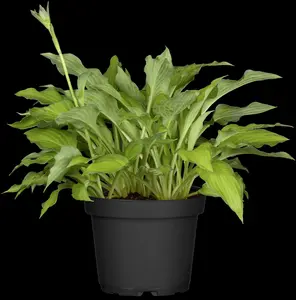 hosta hybr. 'gold standard' P9 - afbeelding 2