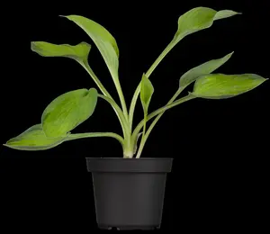 hosta hybr. 'gold standard' P9 - afbeelding 2