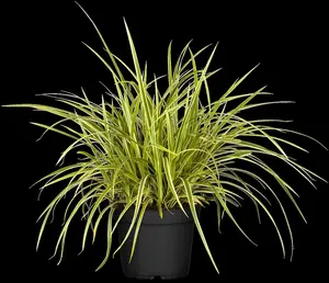 carex morr. 'goldband' ( 'fisher's form') P9 - afbeelding 2