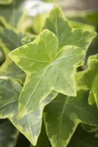 hedera helix 'goldchild' P9 - afbeelding 2