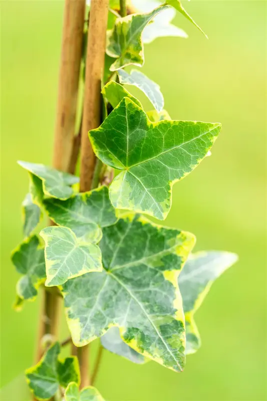 hedera helix 'goldchild' P9 - afbeelding 4