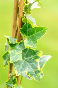 hedera helix 'goldchild' P9 - afbeelding 4
