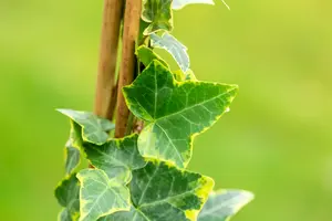 hedera helix 'goldchild' P9 - afbeelding 3