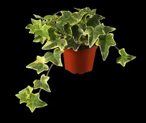 hedera helix 'goldchild' P9 - afbeelding 4