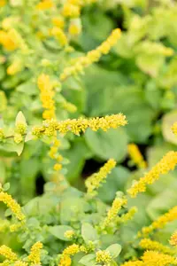 solidago sphacelata 'golden fleece' P9 - afbeelding 2