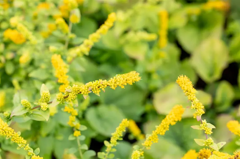 solidago sphacelata 'golden fleece' P9 - afbeelding 1