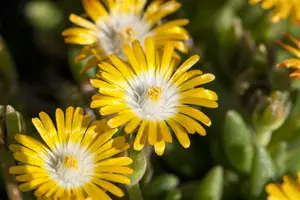 Golden Nugget - afbeelding 10