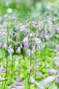 hosta hybr. 'golden tiara' P9 - afbeelding 2