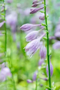 hosta hybr. 'golden tiara' P9 - afbeelding 4