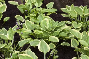 hosta hybr. 'golden tiara' P9 - afbeelding 4