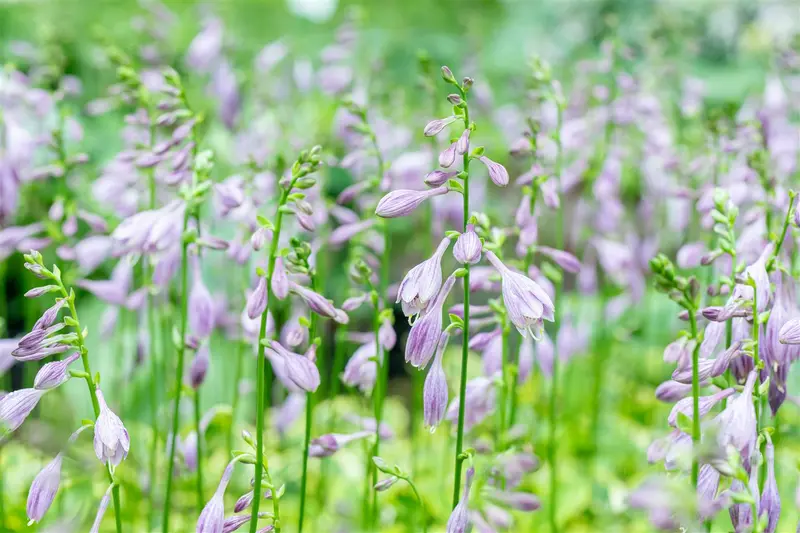 hosta hybr. 'golden tiara' P9 - afbeelding 3
