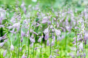 hosta hybr. 'golden tiara' P9 - afbeelding 3