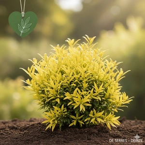 Choisya ternata 'Goldfingers' C5 (40- 50)