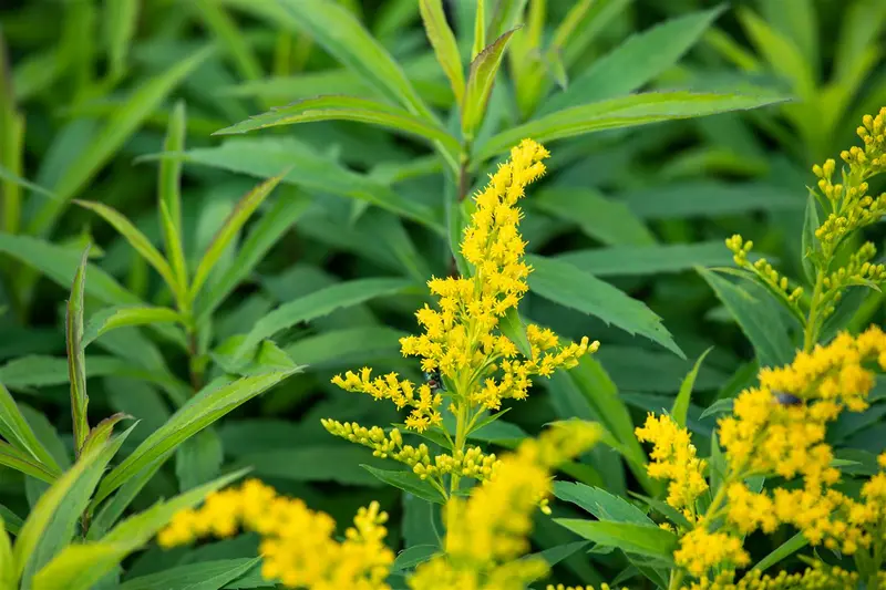 solidago hybr. 'goldkind' ('golden baby') P9 - afbeelding 1