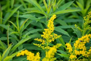 solidago hybr. 'goldkind' ('golden baby') P9 - afbeelding 2