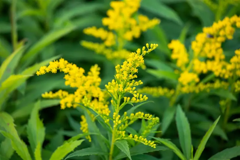 solidago hybr. 'goldkind' ('golden baby') P9 - afbeelding 2