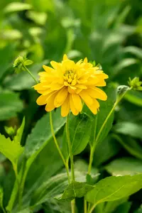 rudbeckia lac. 'goldquelle' P9 - afbeelding 2