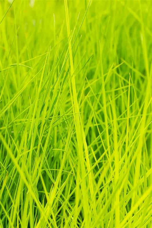 deschampsia cesp. 'goldschleier' P9 - afbeelding 4