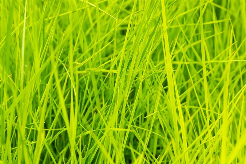 deschampsia cesp. 'goldschleier' P9 - afbeelding 2