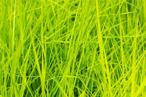 deschampsia cesp. 'goldschleier' P9 - afbeelding 2