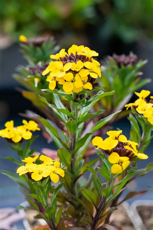 erysimum hybr. 'goldstaub' P9 - afbeelding 3
