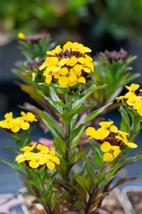 erysimum hybr. 'goldstaub' P9 - afbeelding 3