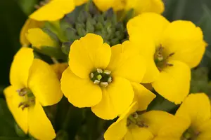 erysimum hybr. 'goldstaub' P9 - afbeelding 1