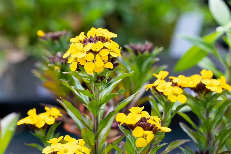 erysimum hybr. 'goldstaub' P9 - afbeelding 2