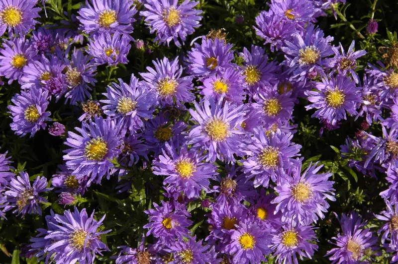 Aster alpinus 'Goliath' P9