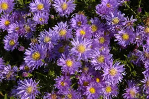 Aster alpinus 'Goliath' P9