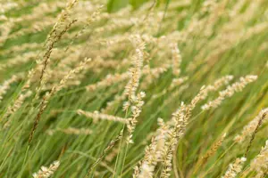 bouteloua gracilis P9 - afbeelding 3