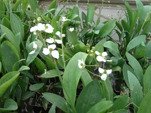 sagittaria graminea P9 - afbeelding 5