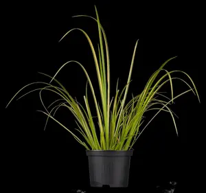 acorus gramineus P9 - afbeelding 5