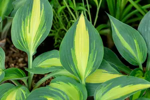 hosta hybr. 'grand marquee'® P9 - afbeelding 2
