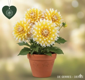 Dahlia 'Grand Prix'