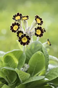 primula rosea 'grandiflora' P9 - afbeelding 2