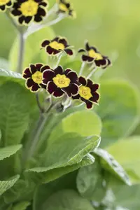 primula rosea 'grandiflora' P9 - afbeelding 3