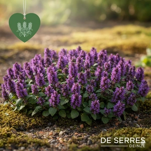 Prunella grandiflora P10.5