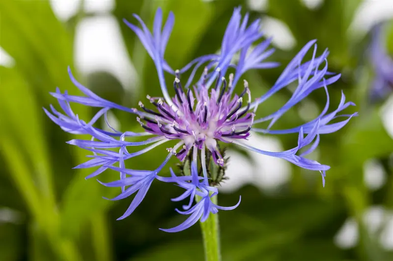 Grandiflora - afbeelding 1