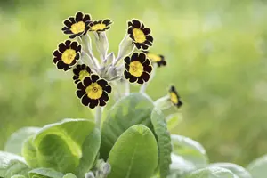 primula rosea 'grandiflora' P9 - afbeelding 5