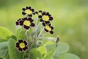 primula rosea 'grandiflora' P9 - afbeelding 4