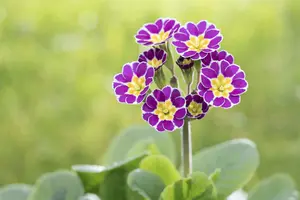 primula rosea 'grandiflora' P9 - afbeelding 5