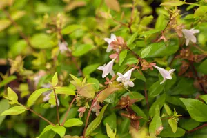 abelia grandiflora (80-100 cm) - afbeelding 5