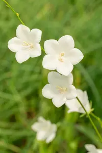campanula pers. 'grandiflora alba' P9 - afbeelding 2