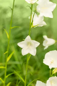 campanula pers. 'grandiflora alba' P9 - afbeelding 4