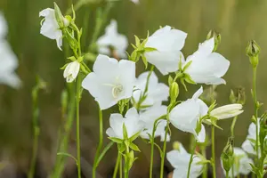 campanula pers. 'grandiflora alba' P9 - afbeelding 4